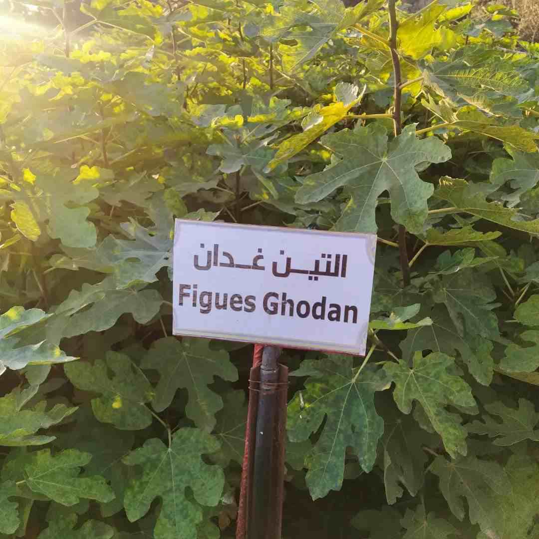 figues ghodan plant